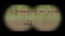 Ornithologist the xelocagiao paulhamy hd 06 small 3